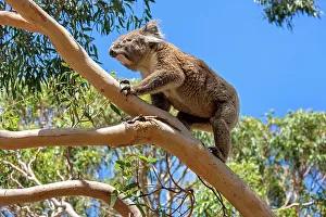 Australia, Victoria, Great Otway National Park, Koala bear
