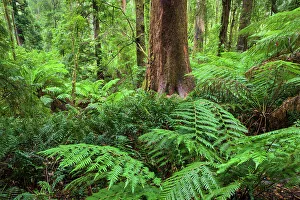 Fern Prints: Australia, Victoria, Great Otway National Park