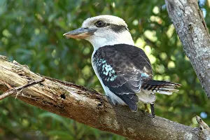 Perch Prints: Australia, Victoria, Laughing Kookaburra