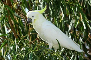 Parrot Prints: Australia, Victoria, The sulphur-crested cockatoo, Cacatua galerita