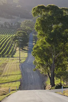 Australia, Victoria, VIC, Yarra Valley, country road
