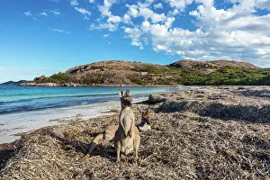 Kangaroo Prints: Australia, Western Australia, Cape Le Grand National Park, Lucky Bay, kangaroos