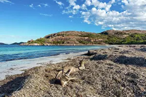 Kangaroo Prints: Australia, Western Australia, Cape Le Grand National Park, Lucky Bay, kangaroos