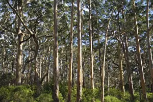 Australia, Western Australia, Leeuwin-Naturaliste National Park, Boranup