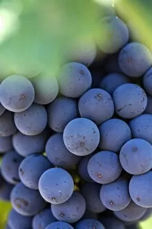 Images Dated 2005 January: Australia, Western Australia, Margaret River, Wilyabrup. Cabernet Sauvignon grapes on the vine