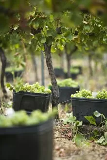 Vineyards Collection: Australia, Western Australia, Margaret River, Wilyabrup. Hand picked grapes ready for collection in