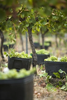 Australian Gallery: Australia, Western Australia, Margaret River, Wilyabrup. Hand picked grapes ready for collection in