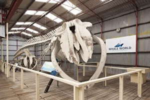 Australia, Western Australia, The Southwest, Albany, Whale World, former Whaling Station