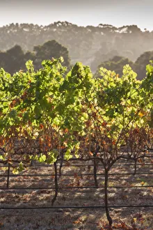 Australia, Western Australia, The Southwest, Margaret River Wine Region, Margaret River
