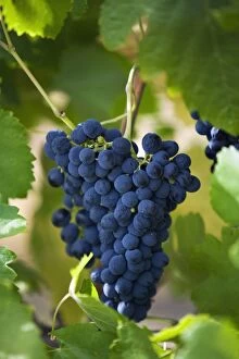 Vine Yard Gallery: Australia, Western Australia, Swan Valley, Guildford. Shiraz grapes in Swan Valley vineyard
