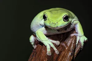 Captive Bred Prints: Australian Green Tree Frog (Litoria caerulea)