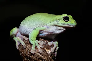 Captive Bred Prints: Australian Green Tree Frog (Litoria caerulea)