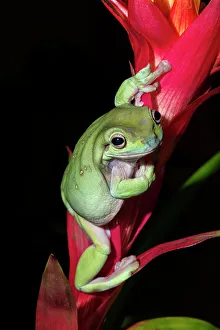 Captive Bred Prints: Australian Green Tree Frog (Litoria caerulea)