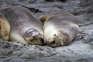 Australian sea lions (Neophoca cinerea), Seal Bay Conservation Park, Kangaroo Island