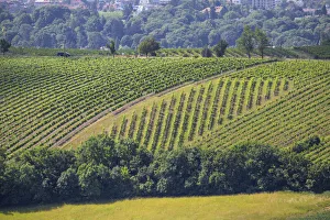 Austria, Vienna, Vineyards on outskirts of Vienna