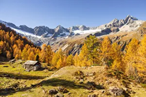 Larch Prints: Autumn at Alpe Sentieri, Mount Disgrazia Group, Chiareggio, Valmalenco, Province of