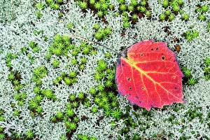 Lichen Prints: Autumn Aspen Leaf on Haircap Moss and Lichen, Muskoka, Ontario, Canada