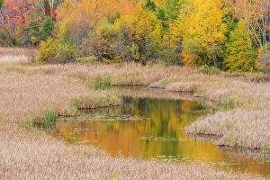 Aspens Prints: Autumn aspens on a hillside reflected in Lily Creek, Greater Sudbury, Ontario, Canada