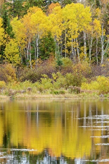 Aspens Prints: Autumn aspens reflected in a beaver pond, Greater Sudbury, Ontario, Canada