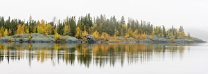 Natural Arch Prints: Autumn aspens reflected in foggy Range Lake, Yellowknife, Northwest Territories, Canada