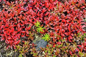 Shrubs Prints: Autumn bearberry leaves (Arctostaphylos uva-ursi) in the tundra, Tasiujaq, Nunavik, Canada