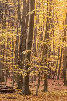 Beech Prints: Autumn beech forests in the Rheingau-Taunus Nature Park near Engenhahn, Niedernhausen