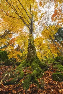 Leaves Gallery: Autumn beech tree, Bagni di Masino forest, Val Masino, Sondrio province, Valtellina