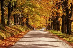 Autumn Leaf Prints: Autumn canopy over country road, Green Mountains, Belmont, Vermont, USA