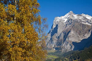 Images Dated 4th December 2009: Autumn Color & Alpine Meadow, Eiger & Grindelwald, Berner Oberland, Switzerland