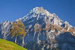 Grindelwald Prints: Autumn Color & Alpine Meadow, Wetterhorn & Grindelwald, Berner Oberland, Switzerland