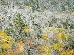 Mixed Forest Prints: Autumn Color and early snowfall, Algoma Highlands, Ontario, Canada