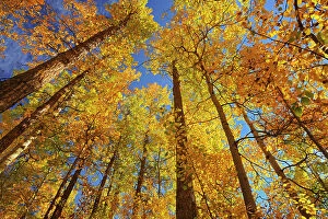 Western Canada Collection: Autumn colors in aspen forest. Aspen Parkland. Elk Island National Park, Alberta, Canada