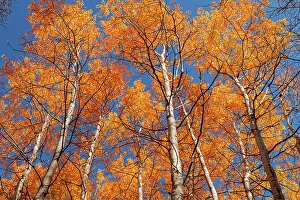 Canopy Prints: Autumn colors in canopy, Coppernicus Hill Trail
