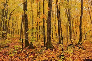 Lawrence Forest Region Prints: Autumn colors of maple hardwood forest in Les Notre-Dame Mountains (Appalachian Mountains)