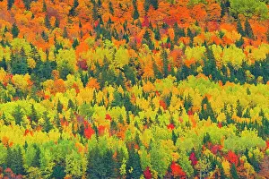 Tree Trees Prints: Autumn colors of mixedwood forest in Les Notre-Dame Mountains (Appalachian Mountains)