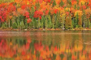 Tree Trees Prints: Autumn colors reflected in Lac à Sam in the Laurentian Mountains