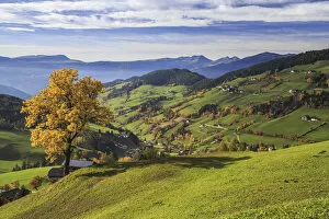 Images Dated 9th November 2015: The autumn colors of a tree overlooking Funes Valley and St