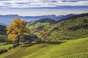 The autumn colors of a tree overlooking Funes Valley and St The autumn colors of a tree overlooking Funes Valley and St