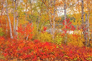 Cottage Country Living Prints: Autumn colors along the Vermilion River in the Sudbury District