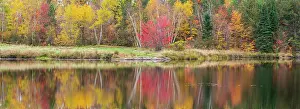 Natural Arch Prints: Autumn colour in a birch, aspen