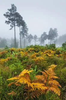 Coniferous Prints: Autumn colour in Bolderwood, New Forest, Hampshire, England