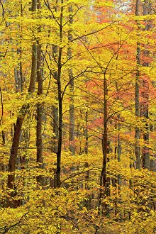 Habitats Prints: Autumn colour in the hardwood forest on the Laurel Creek Road