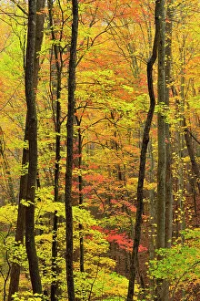 Habitats Prints: Autumn colour in the hardwood forest near Sugarlands