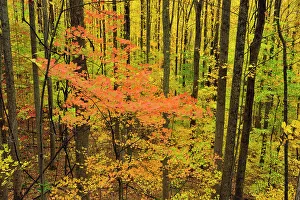 Habitats Prints: Autumn colour in the hardwood forest near Sugarlands