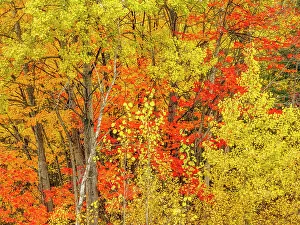 Mixed Forest Prints: Autumn Colour along the North Channel of Lake Huron, Ontario, Canada