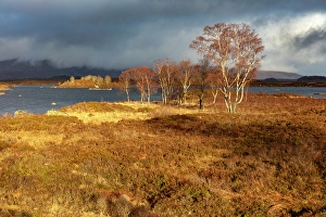 Autumn Colour Prints: Autumn colour on Rannoch Moor, Highland, Scotland