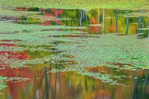 Autumn Color Prints: Autumn colour and reflections at woodland pond in Seguin Township, Ontario, Canada