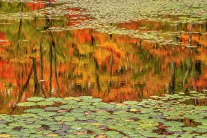Autumn Color Prints: Autumn colour and reflections at woodland pond in Seguin Township, Ontario, Canada