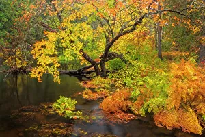 Riverbank Prints: Autumn Colour on te Petawawa River, Algonquin Provincial Park, Ontario, Canada