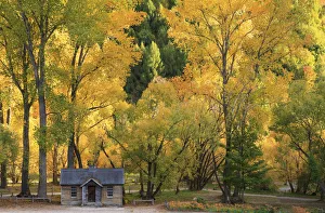 Images Dated 1st November 2019: Autumn colours in Arrowtown, Otago, New Zealand